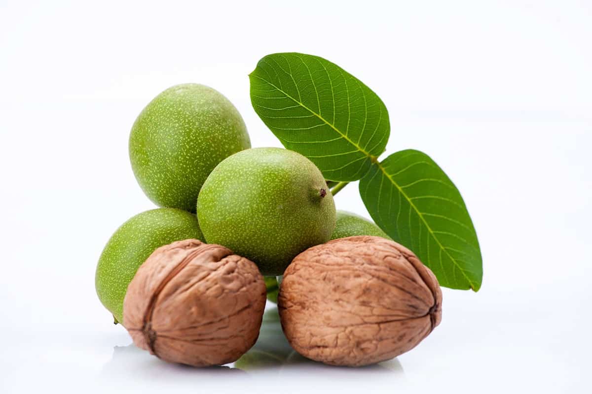 تصویر 4 از خرید گردو سبز تازه + قیمت فروش استثنایی