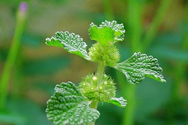 تصویر 3 از قیمت عرق فراسیون اصل + خرید باور نکردنی