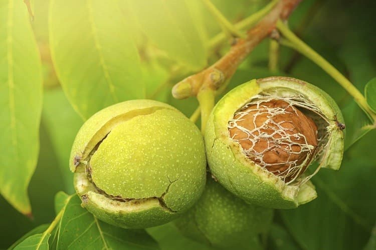 تصویر 3 از قیمت خرید گردو کاغذی اعلا + فروش ویژه
