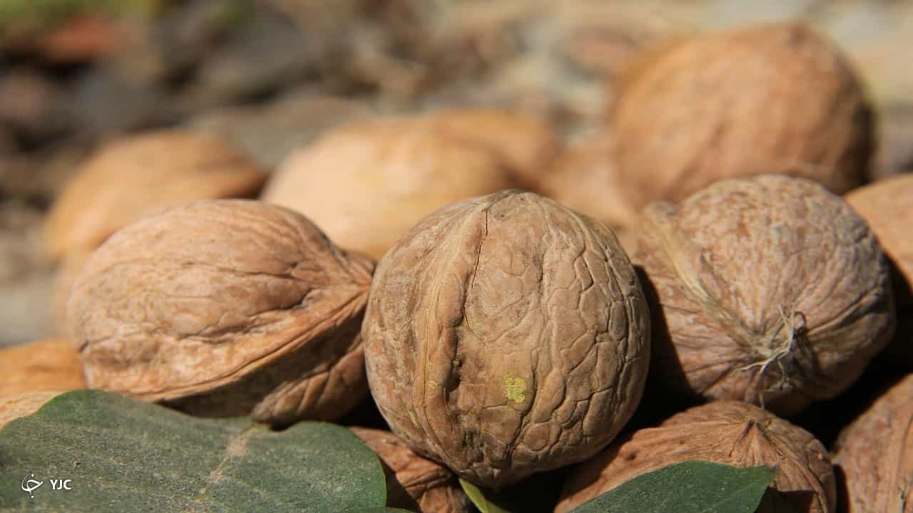 تصویر 6 از قیمت خرید گردو اعلا با پوست با فروش عمده