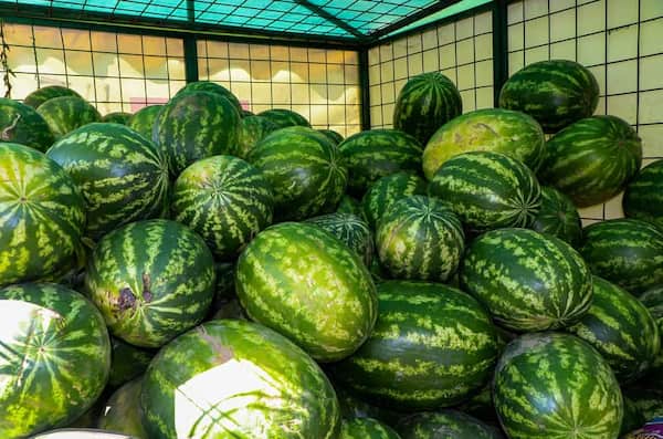 تصویر 5 از قیمت خرید هندوانه بیضی صادراتی عمده به صرفه و ارزان