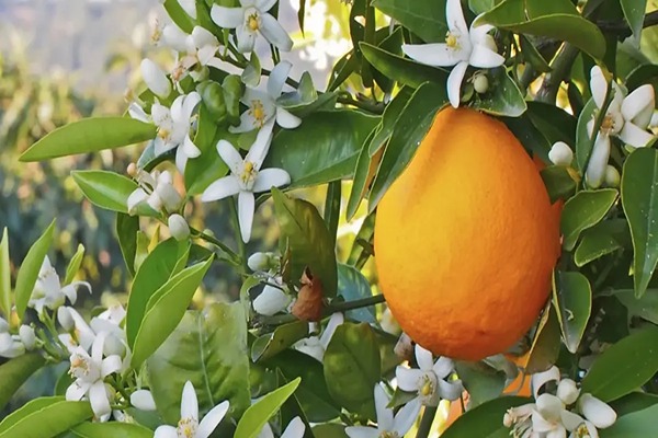 تصویر 4 از خرید و فروش شربت عرق بهار نارنج با شرایط فوق العاده