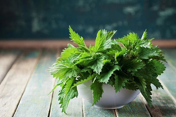 تصویر 2 از قیمت خرید شربت عرق گزنه با فروش عمده