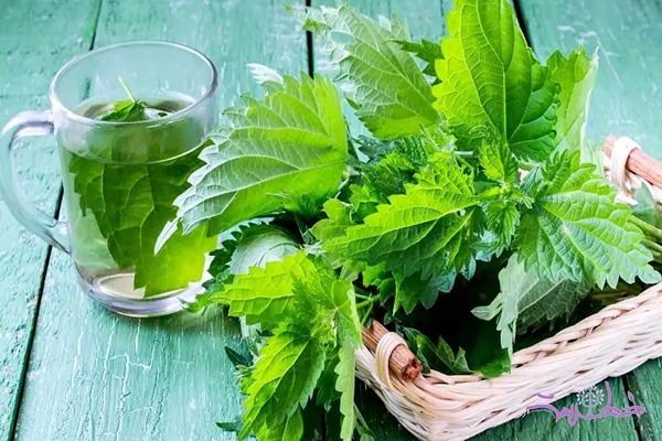 تصویر 5 از قیمت خرید شربت عرق گزنه با فروش عمده