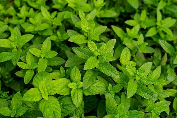 تصویر 4 از قیمت خرید عرق پونه عمده به صرفه و ارزان