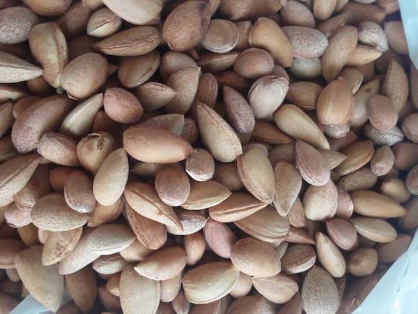 تصویر 3 از فروش مغز بادام کوهی + قیمت خرید به صرفه
