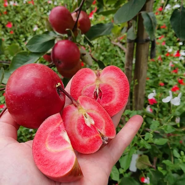 تصویر 1 از قیمت خرید سیب گلاب قرمز + فروش ویژه