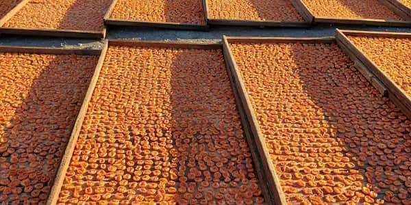 تصویر 5 از قیمت خرید برگه زردآلو آفتابی عمده به صرفه و ارزان