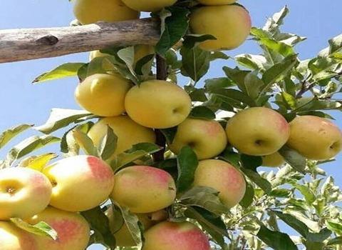 تصویر 1 از خرید و قیمت سیب گلاب اخشابی + فروش عمده
