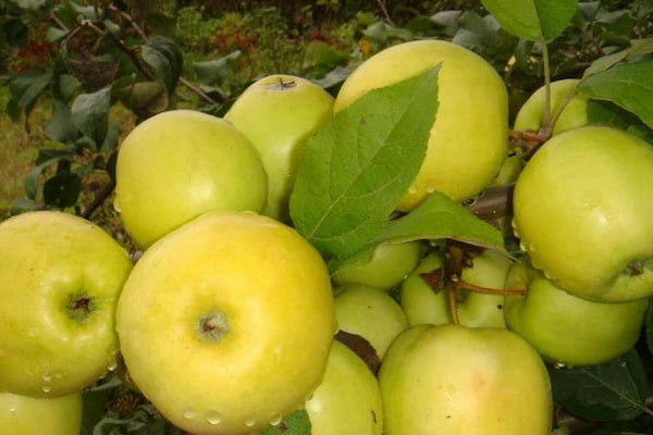 تصویر 3 از قیمت خرید سیب گلاب کوچک + فروش ویژه