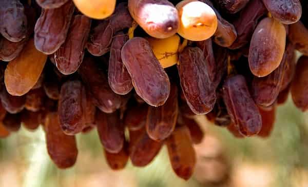 خرمای مضافتی با بسته‌ بندی خاص و مناسب برای هدیه