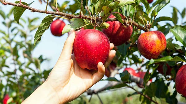 تصویر 1 از خرید و قیمت سیب قرمز صادراتی + فروش عمده