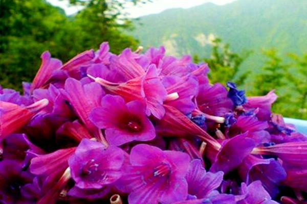 تصویر 3 از خرید عرق گل گاوزبان + قیمت فروش استثنایی