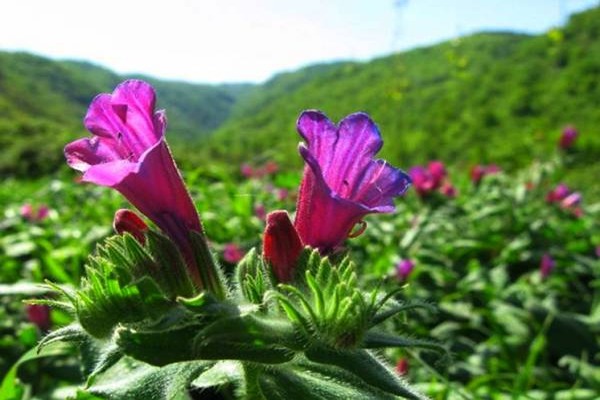 تصویر 5 از خرید عرق گل گاوزبان + قیمت فروش استثنایی