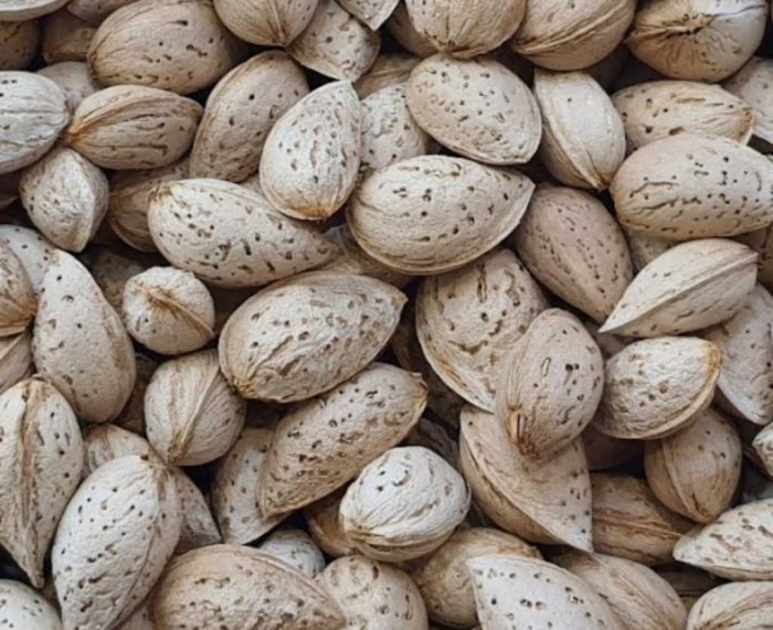 تصویر 4 از خرید و قیمت مغز بادام پوست کاغذی + فروش عمده