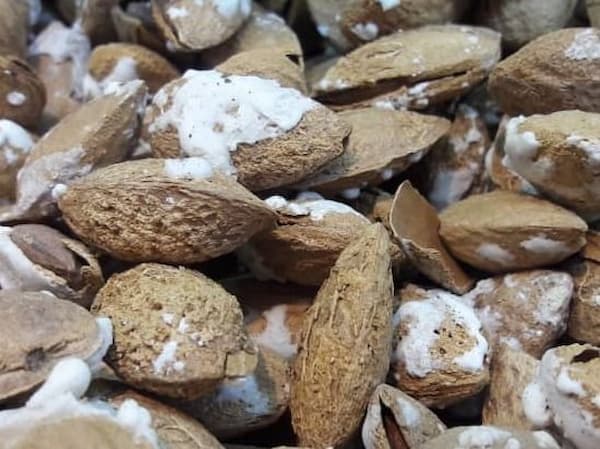 تصویر 2 از قیمت خرید بادام پوست کاغذی شور + فروش ویژه