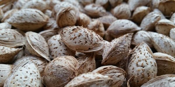 تصویر 2 از خرید بادام پوست کاغذی خام + قیمت فروش استثنایی
