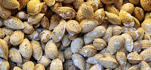 تصویر 1 از خرید بادام منقا ایرانی + قیمت فروش استثنایی