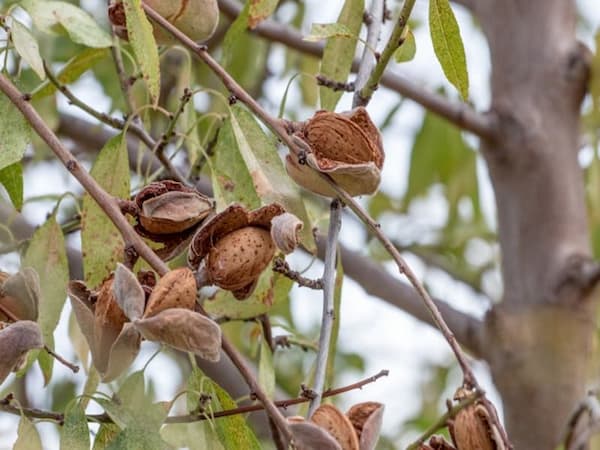 تصویر 1 از قیمت خرید بادام سنگی بی نمک + فروش ویژه