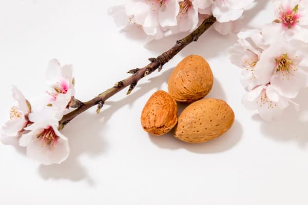 تصویر 3 از خرید بادام سنگی ایرانی + قیمت فروش استثنایی
