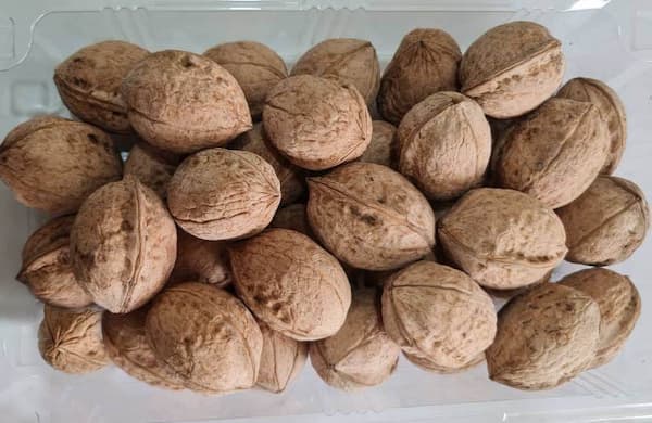 تصویر 4 از فروش گردو تک درخت + قیمت خرید به صرفه