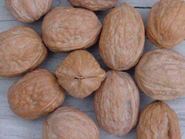 تصویر 5 از فروش گردو تک درخت + قیمت خرید به صرفه