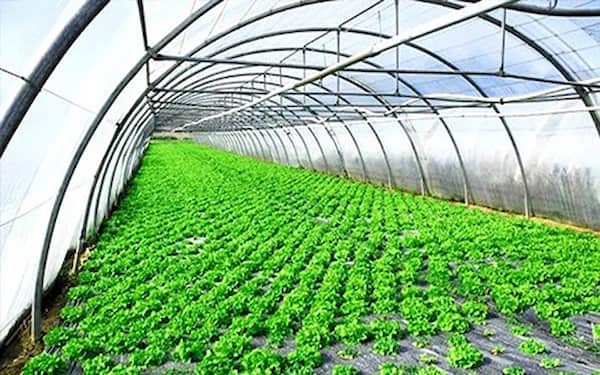 تصویر 2 از قیمت خرید نایلون گلخانه ای شفاف با فروش عمده