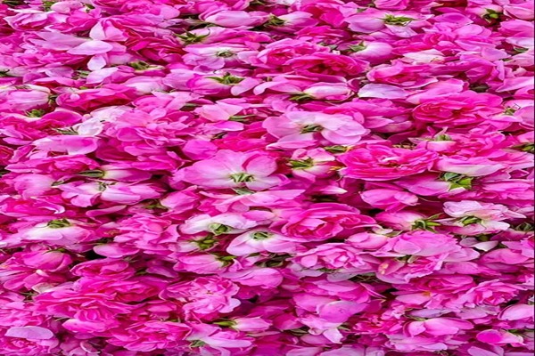 تصویر 3 از قیمت خرید پر گل محمدی + فروش ویژه