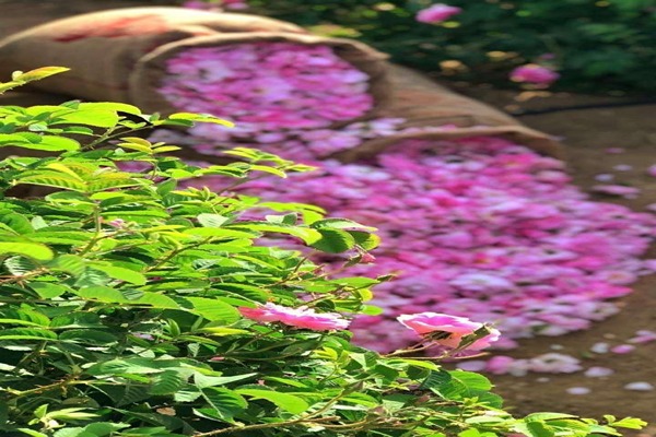 تصویر 1 از قیمت خرید پر گل محمدی + فروش ویژه