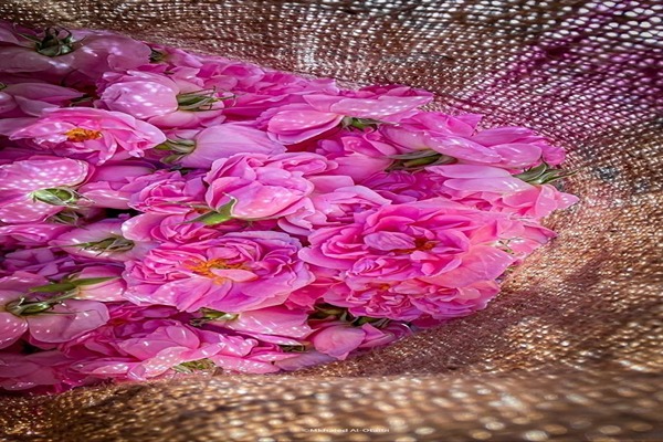 تصویر 2 از قیمت خرید پر گل محمدی + فروش ویژه