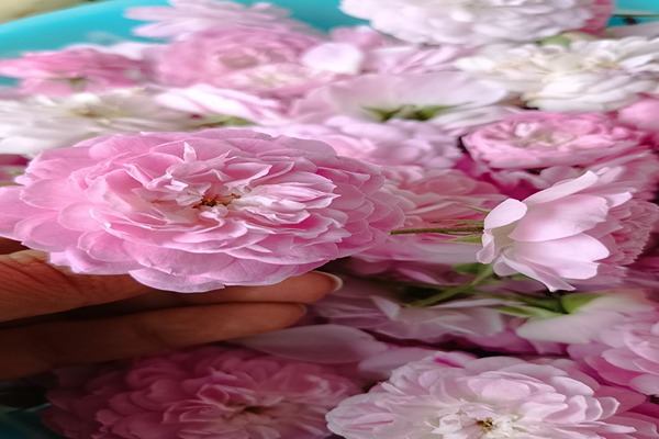 تصویر 5 از قیمت خرید پر گل محمدی + فروش ویژه
