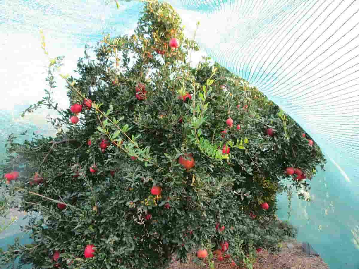 تصویر 5 از قیمت خرید شیلد گلخانه عرض ۶ با فروش عمده
