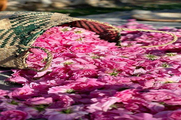 تصویر 5 از قیمت گل باز محمدی + خرید باور نکردنی