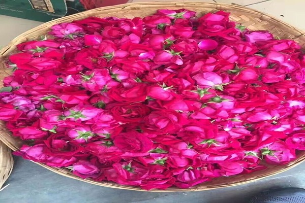 تصویر 3 از قیمت گل باز محمدی + خرید باور نکردنی