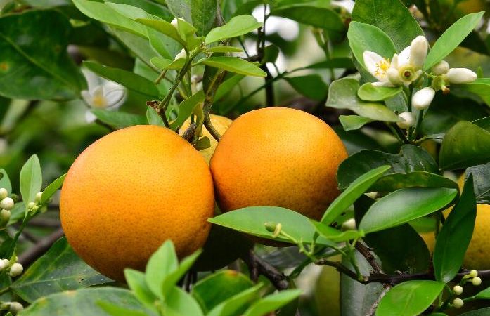 تصویر 4 از قیمت لیمو ترش شمال + خرید باور نکردنی