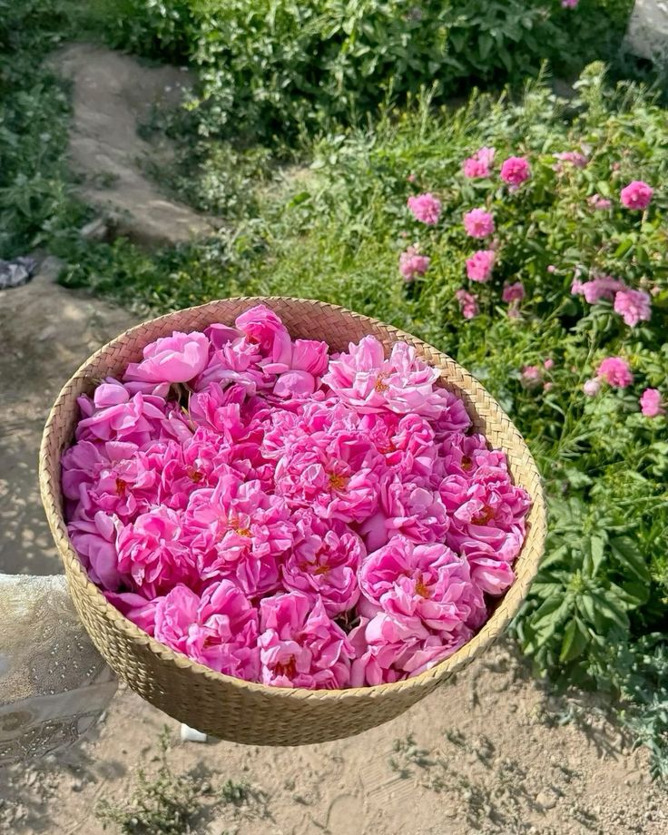 تصویر 4 از قیمت گل باز محمدی + خرید باور نکردنی