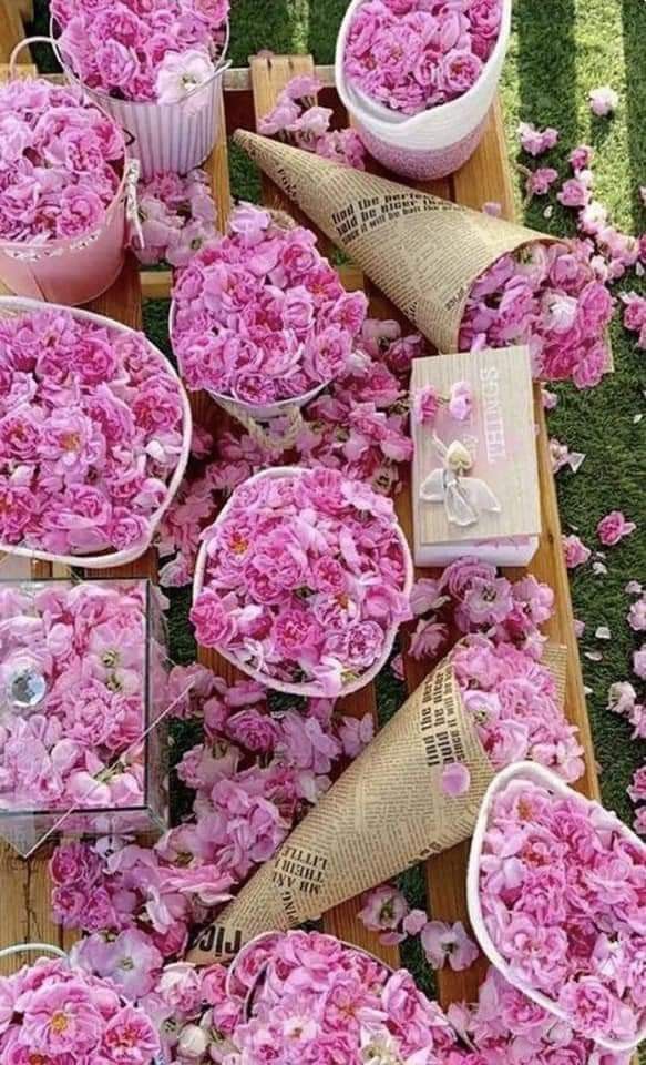 تصویر 5 از قیمت گل باز محمدی + خرید باور نکردنی