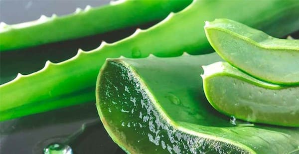 تصویر 5 از خرید برگ گیاه آلوورا + قیمت فروش استثنایی