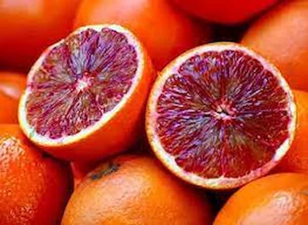 تصویر 2 از قیمت خرید تامسون توسرخ با فروش عمده
