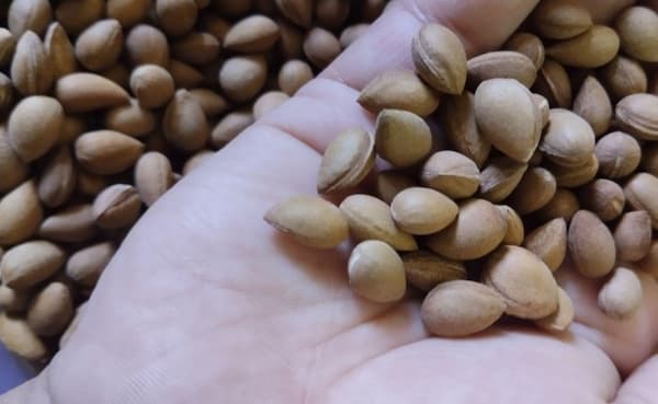 تصویر 2 از قیمت خرید مغز بادام فله با فروش عمده