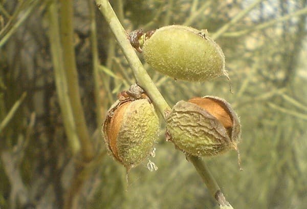 تصویر 4 از قیمت خرید مغز بادام فله با فروش عمده