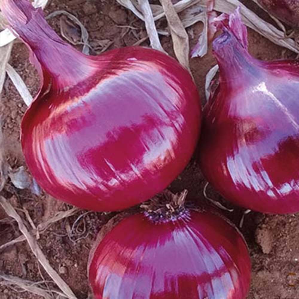 تصویر 5 از خرید و فروش پیاز قرمز هرسین با شرایط فوق العاده