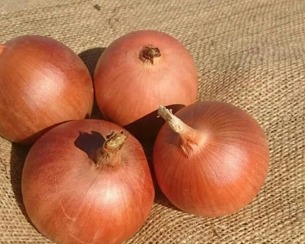 تصویر 2 از فروش پیاز زرد طلایی + قیمت خرید به صرفه