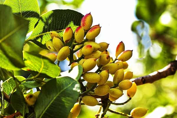 تصویر 5 از فروش پسته خندان اکبری + قیمت خرید به صرفه