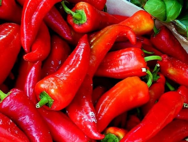 تصویر 4 از قیمت خرید فلفل دلمه کاپی + فروش ویژه