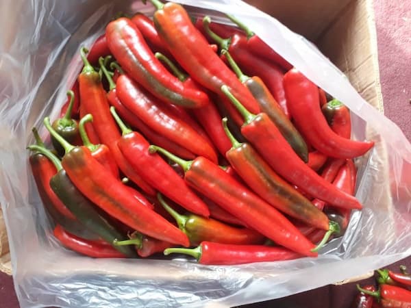 تصویر 1 از قیمت خرید فلفل دلمه کاپی + فروش ویژه