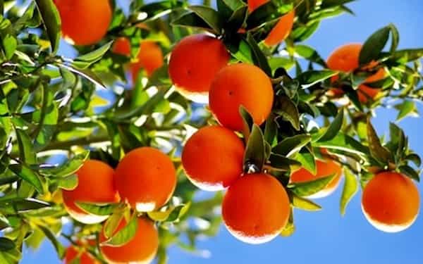تصویر 3 از فروش تامسون خونی مورو + قیمت خرید به صرفه