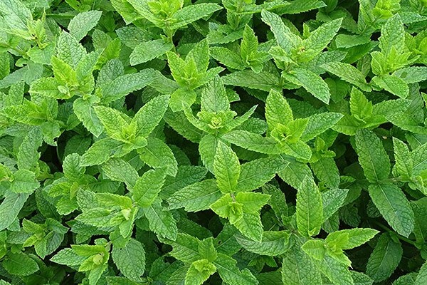 تصویر 1 از فروش عرق نعنا فلفلی برای معده + قیمت خرید به صرفه