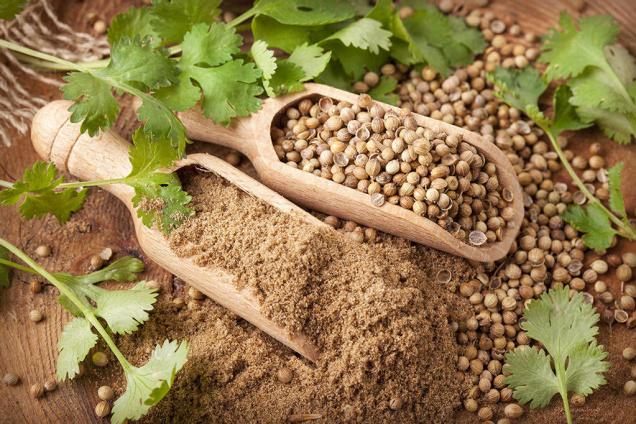 فرصت خرید گشنیز دارویی کنگاور با گواهی بین المللی