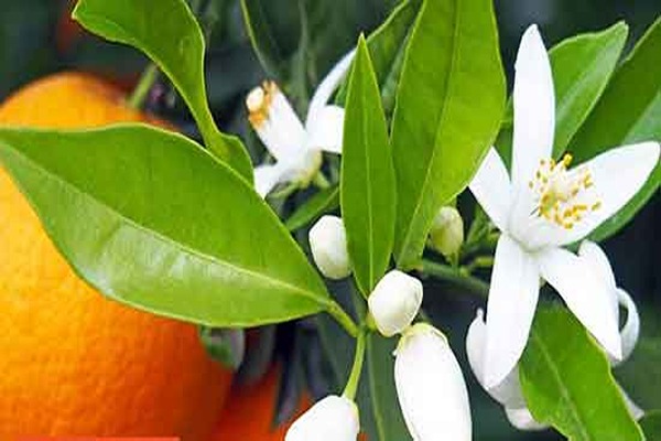 تصویر 3 از خرید عرق بهار نارنج + قیمت فروش استثنایی